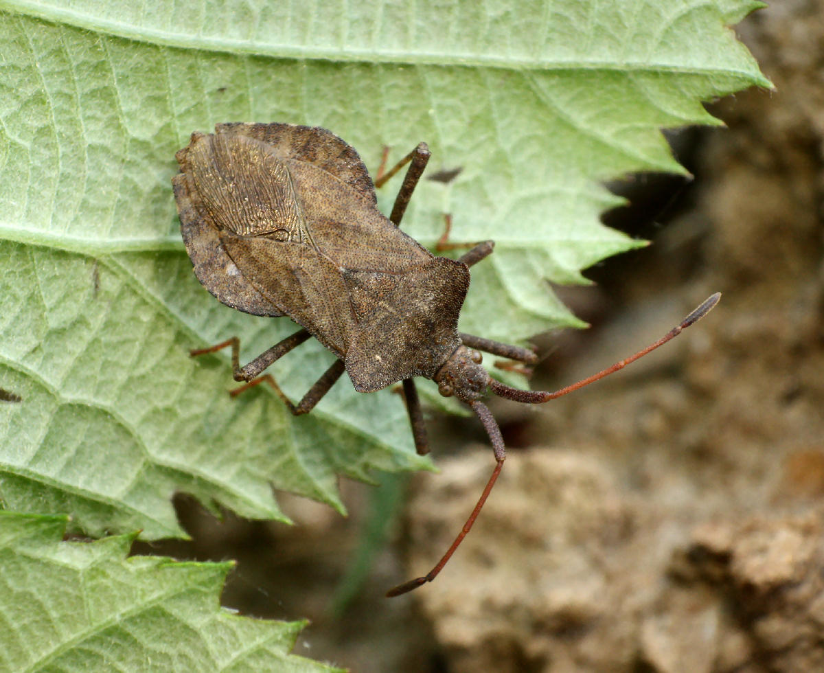 Coreus marginatus? S